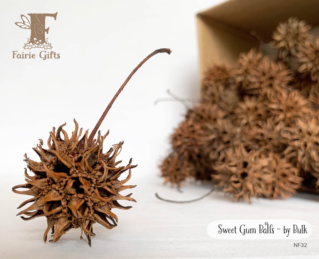 Sweet Gum Tree Balls by BULK, 100 500 Pcs, Sweet Gum Seed Pods, Rustic
