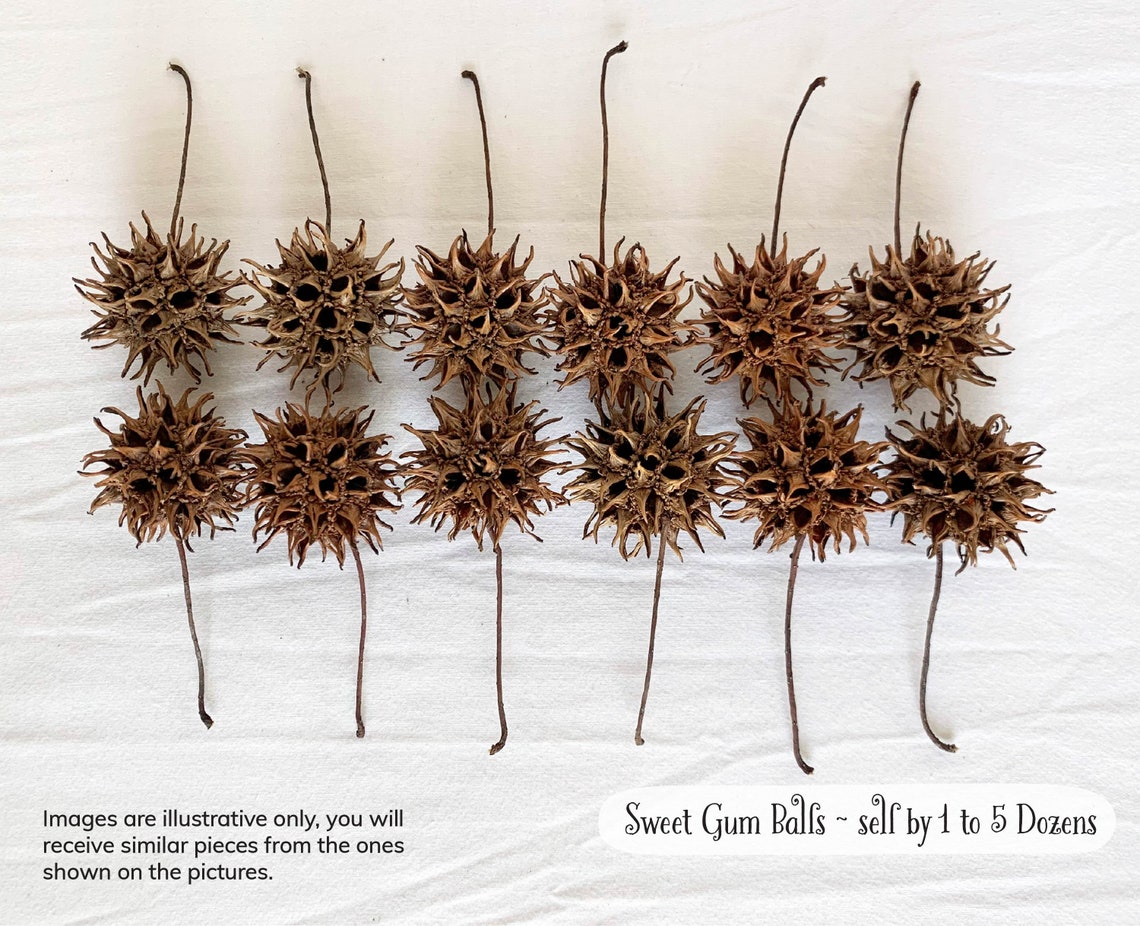 Sweet Gum Tree Balls by DOZEN LARGE Sweet Gum Seed Pods Etsy