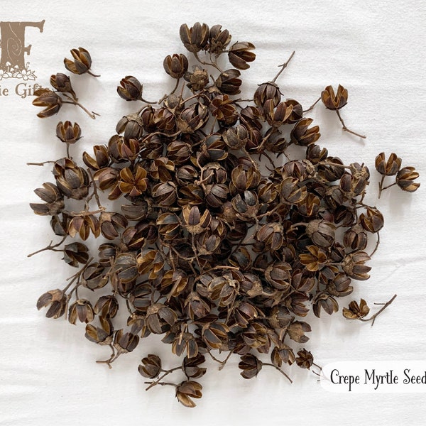 Dried Crepe Myrtle Seed Pods in Assorted Sizes, Natural Dried Mini Flowers, Small Brown Pods, Pod Craft, Florist Supply