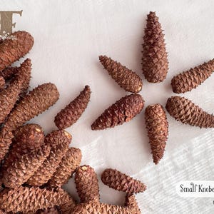 May include: A collection of brown, textured knobcones arranged in a cluster on the left and a star-like pattern on the right. The image includes a logo with the letter F and text reading Small Knobcones and NF07 in the bottom corner.