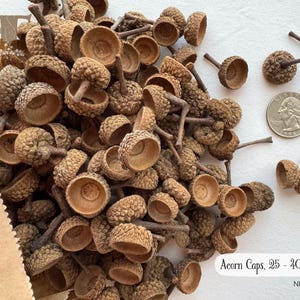 May include: A collection of natural acorn caps in varying shades of brown, some with stems attached. The image includes a U.S. quarter for size comparison and text that reads "Acorn Caps, 25 - 40 pcs".