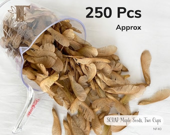 SCRAP Dried Maple seeds 2 cups, Helicopter Seeds, Natural Maple spouts, Terrarium Supply, Samaras for Crafts, Weddings, Eco Confetti
