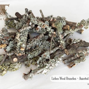 Lichen Sticks, Branches with Lichen, Sweet Gum Tree Branches, Dried Lichen in branches, Natural Forest Supply for Crafts, or Terrarium