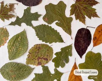 Pressed Leaves, Dried Fall Leaves, Natural Leaves Decoration, Autumn Potpourri, Forest Supplies for Crafts