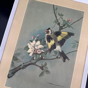Cadre en bois vintage avec imprimé oiseau, chardonneret bleu, fleur de pommier, 1966, tenture murale art rétro
