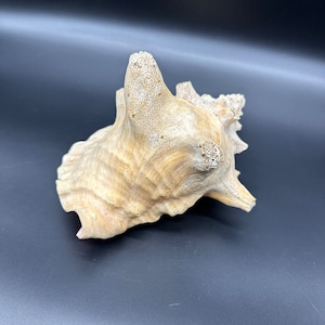 Vintage Conch Shell Natural Ocean Beach Decor Seashell Nautical Fish Tank