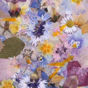 Pastelli / Fiori commestibili pressati / Decorazione di torte / Wee Flower Eater