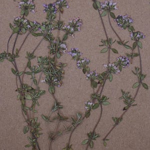 Flowering Thyme | Pressed Herbs | Cake Decorating | Wee Flower Eater