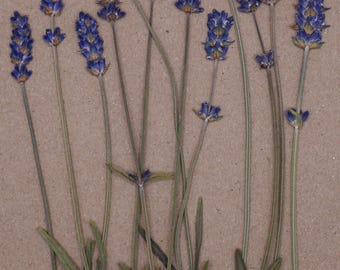Lavender | Pressed Edible Flowers | Cake Decorating