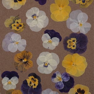Violas | Pressed Edible Flowers | Cake Decorating | Wee Flower Eater