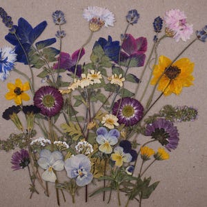 Pressed Edible Flowers | Garden Scene | Cake Decorating | Wee Flower Eater