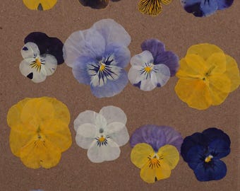 Viola's | Gedroogde eetbare bloemen | Taartdecoratie | Kleine bloemeneter