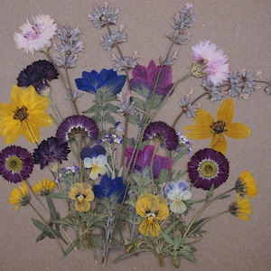 Geperste eetbare bloemen | Tuintafereel | Taartversieringen | Kleine bloemeneter