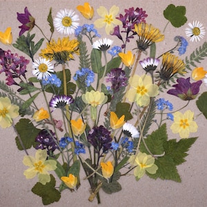 Fiori e foglie di campo commestibili pressati / Wild Ones / Decorazione di torte / Wee Flower Eater