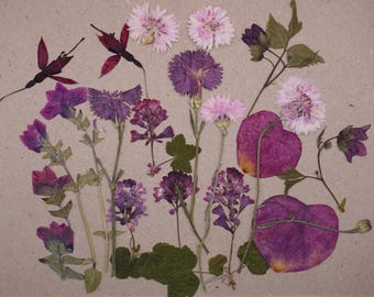 Pretty in Pink | Pressed Edible Flowers | Cake Decorating | Wee Flower Eater