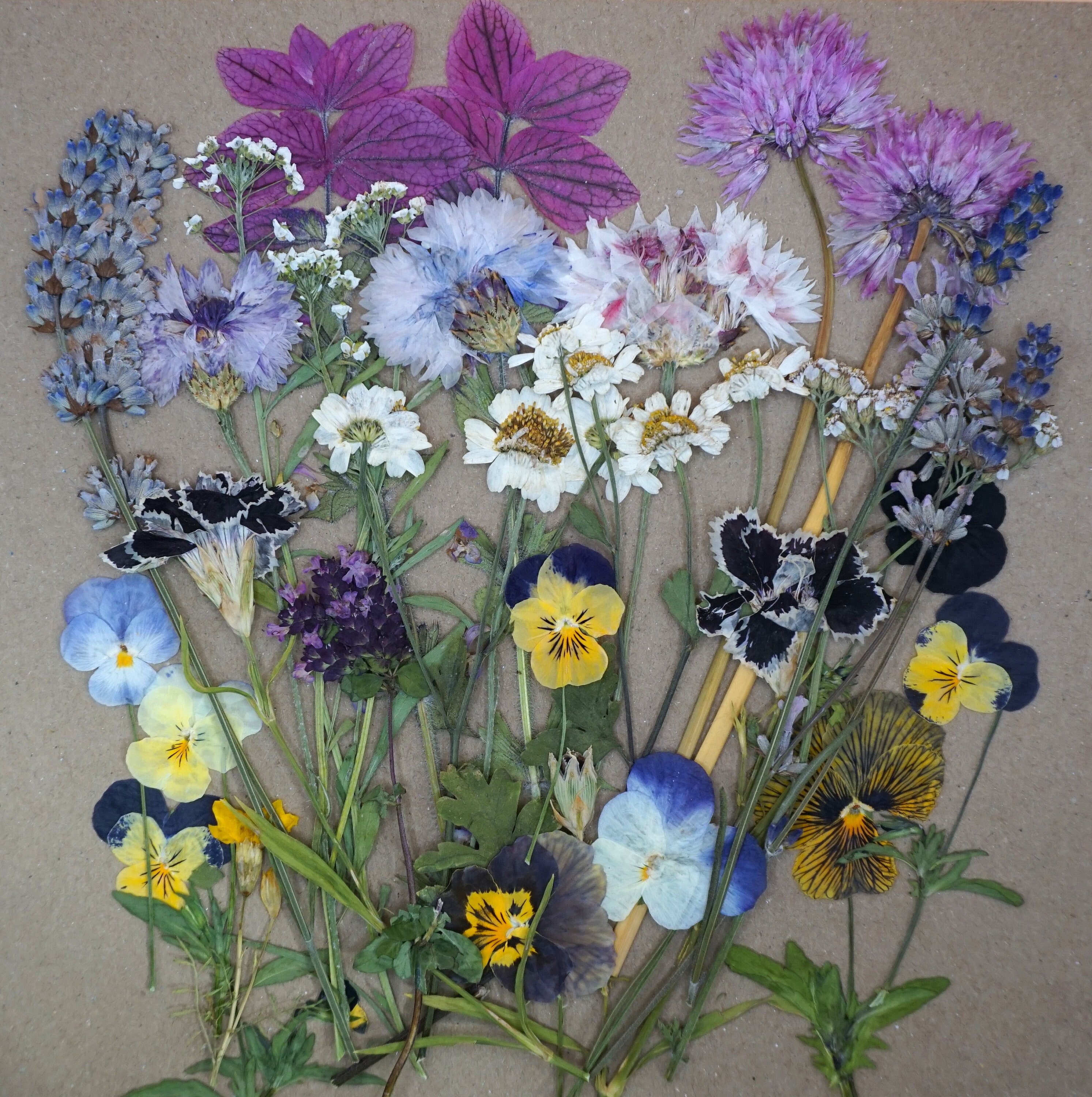 Dried edible flowers for cakes decorating
