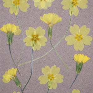 Primule / Fiori di campo commestibili pressati / Decorazione di torte / Mangiatore di fiori
