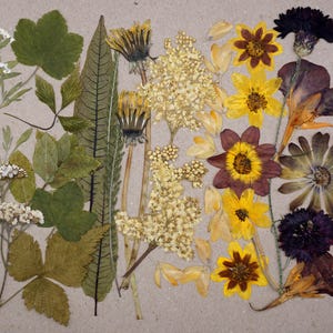 Toni della terra / Fiori e foglie commestibili pressati / Decorazione di torte / Wee Flower Eater