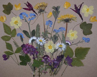 Flores y hojas silvestres comestibles prensadas / Silvestres / Decoración de pasteles / Wee Flower Eater