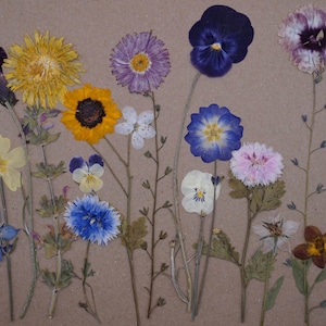 Pressed Edible Flowers | Flowers + Stems | Cake Decorating | Wee Flower Eater