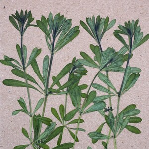 May include: A collection of pressed green leaves arranged on a brown paper background. The leaves are delicate and have a natural, organic look.