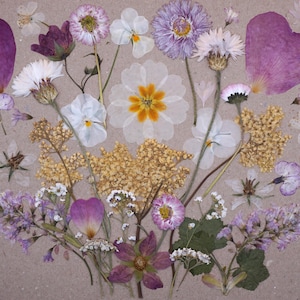 Sposa arrossita / Fiori commestibili pressati / Decorazione di torte / Mangiatore di fiori minuscolo