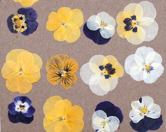 Violetas | Flores Comestíveis Prensadas | Decoração de Bolos | Pequeno Comedor de Flores