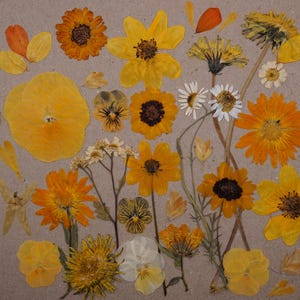 Sunny | Pressed Edible Flowers | Cake Decorating | Wee Flower Eater