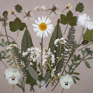 Pressed Edible Flowers and Leaves | Green & White | Cake Decorating | Wee Flower Eater