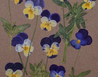 Johnny Jump Ups | Gedroogde eetbare bloemen | Taartdecoratie | Kleine bloemeneter