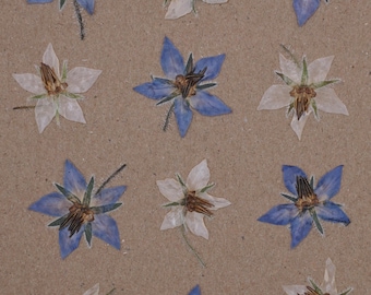 Borraja / Flores comestibles prensadas / Decoración para tartas y cócteles / Wee Flower Eater