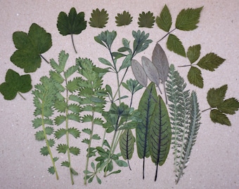 Puede incluir: Surtido de hojas y flores verdes prensadas, incluyendo helechos, trébol y otros especímenes botánicos. Las hojas están dispuestas en un patrón decorativo sobre un fondo marrón claro.