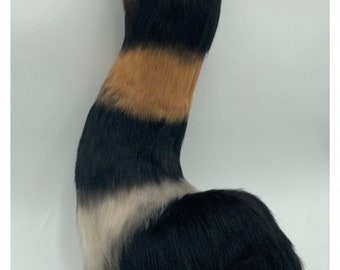 Striped Cat Tail 30”