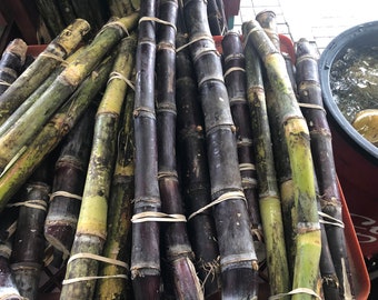 BUNCH RED/GREEN sugarcane