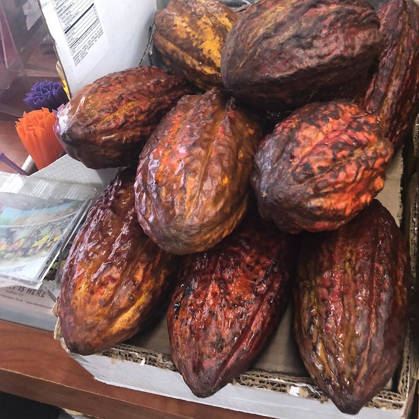 Large Cacao Pods Ecuador