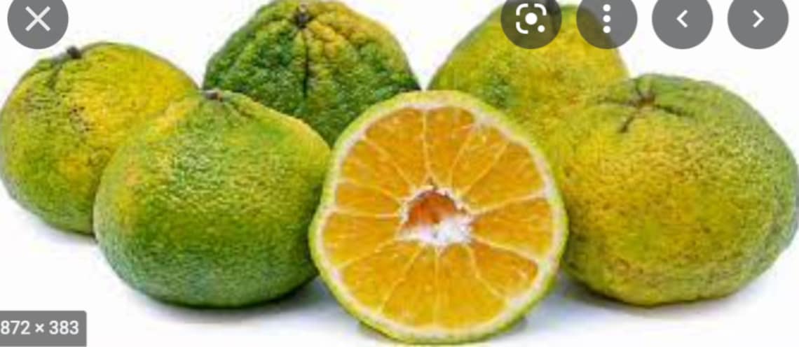 Large Ugli Fruit Jamaican Tangelo Etsy