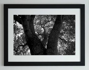 Printable Wall Art of Monochrome Tree Print, Black and White Wall Art, Fine Art Photography, Instant Download