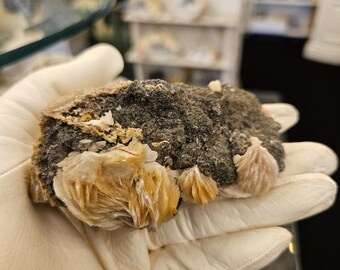 May include: A hand wearing a white glove holds a mineral specimen. The specimen is a dark gray rock with clusters of light tan, fan-shaped crystals. The crystals have a layered appearance and are clustered on the surface of the rock.