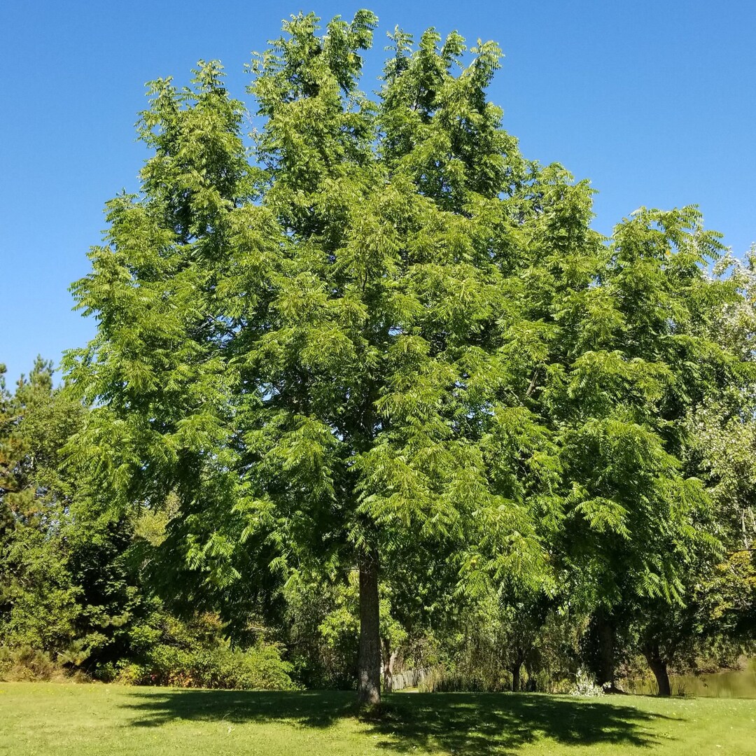 Black Walnut Trees for Sale Etsy