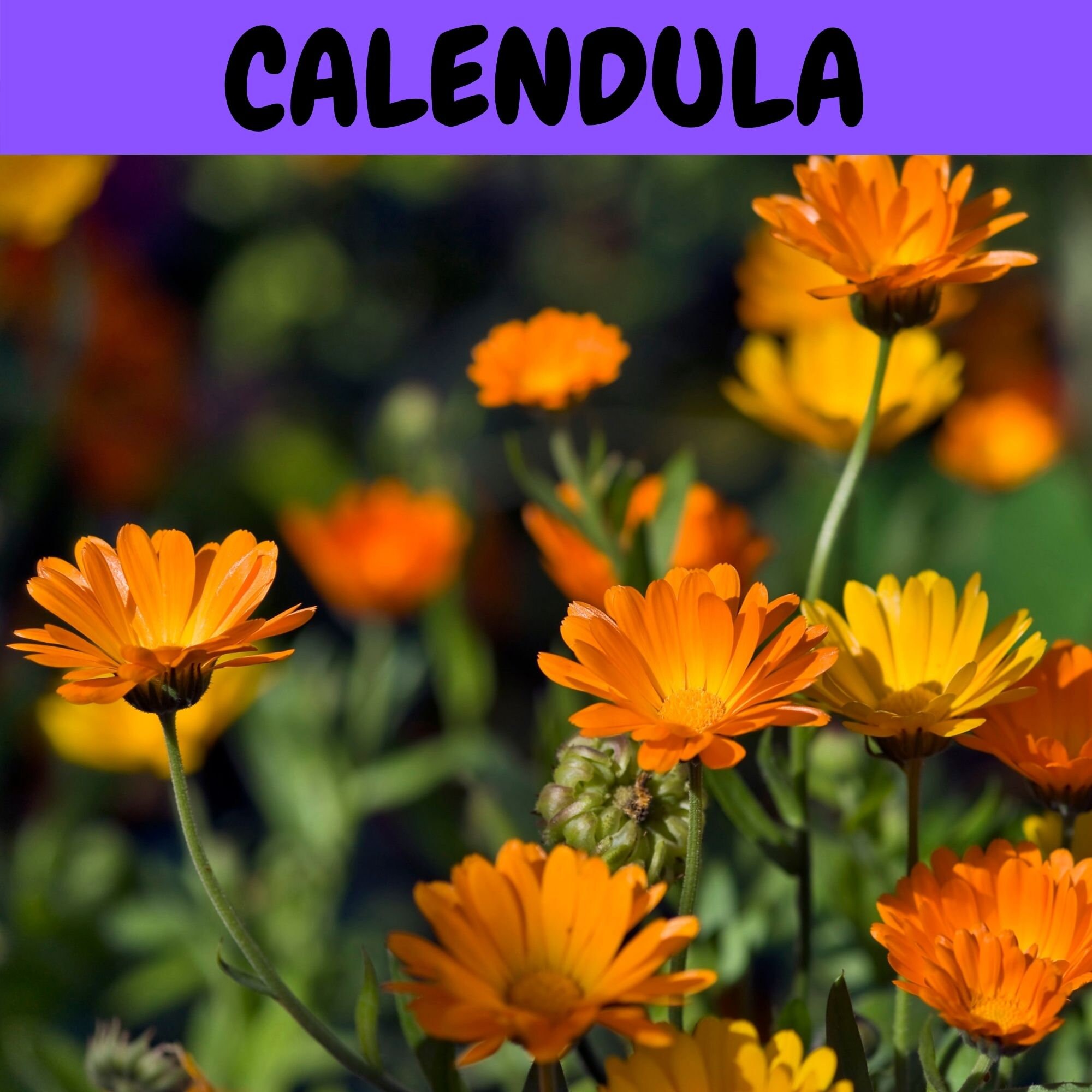 Flower Seeds Complete Flower Garden Mix 7 Packets of Etsy