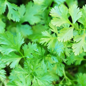 Seeds - Organic Cilantro Seeds - Vegetable Seeds -  Herb Seeds - Cilantro - Non-GMO - Garden Herbs - Garden Seeds - Herbs - Organic Seeds