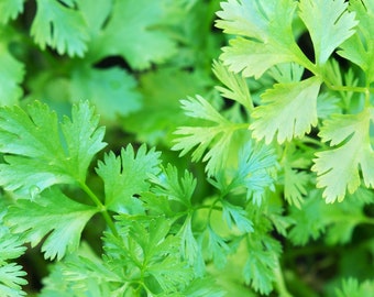 Seeds - Organic Cilantro Seeds - Vegetable Seeds -  Herb Seeds - Cilantro - Non-GMO - Garden Herbs - Garden Seeds - Herbs - Organic Seeds