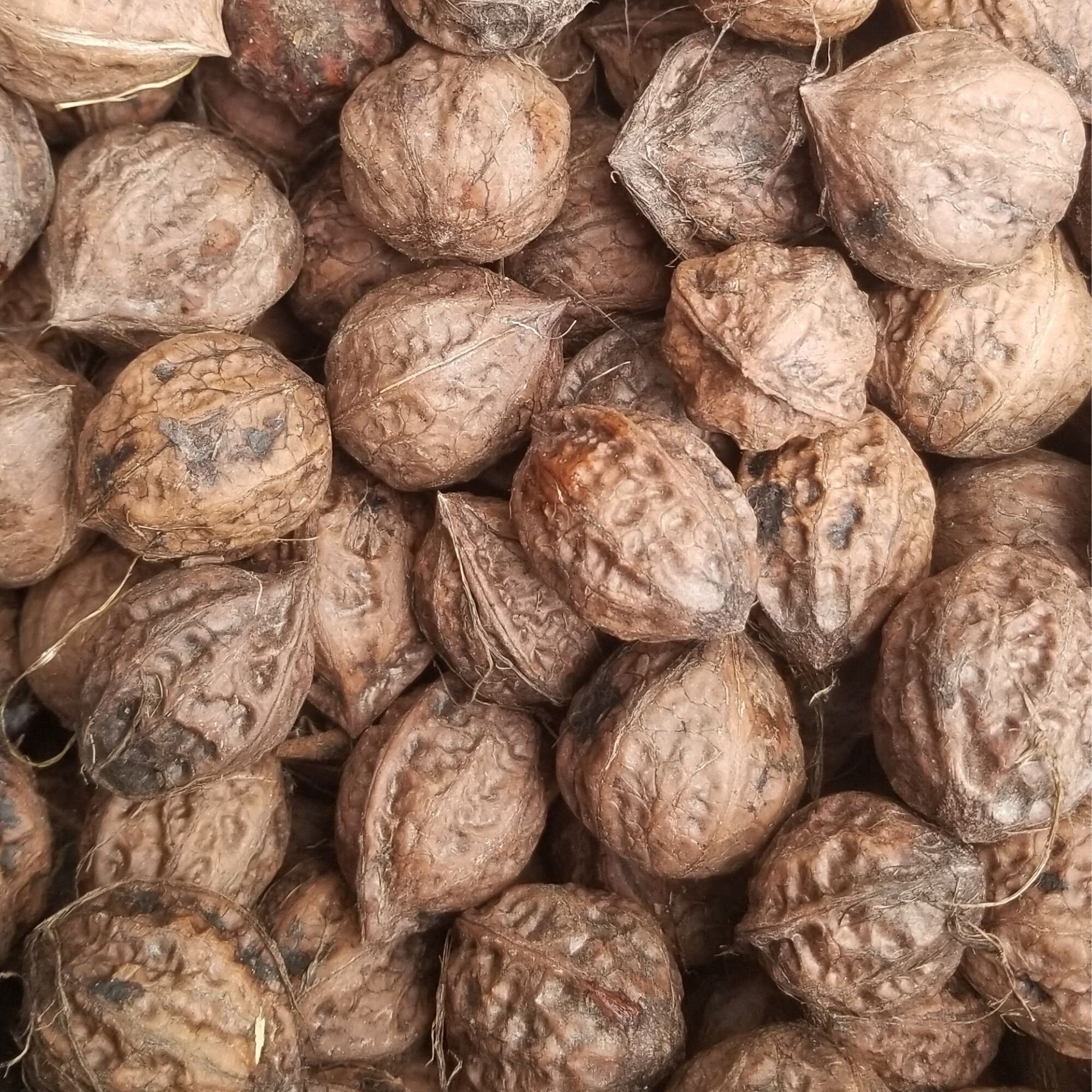 thumbnail image 2 of 10 Butternut Tree Seeds (Juglans Cinerea) Aka White Walnut Seeds Edible 2 of 9