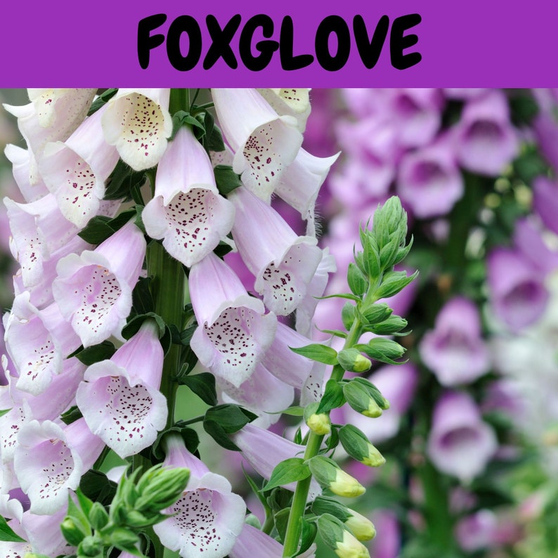 Flower Seeds Complete Flower Garden Mix 7 Packets of Etsy