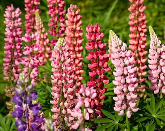Semente de Flor - Tremoços - Sementes de Tremoço - Flores Silvestres - Flores - Sementes - Sementes Orgânicas - Sementes de Flor - Sementes e Flores - Sementes e Plantas