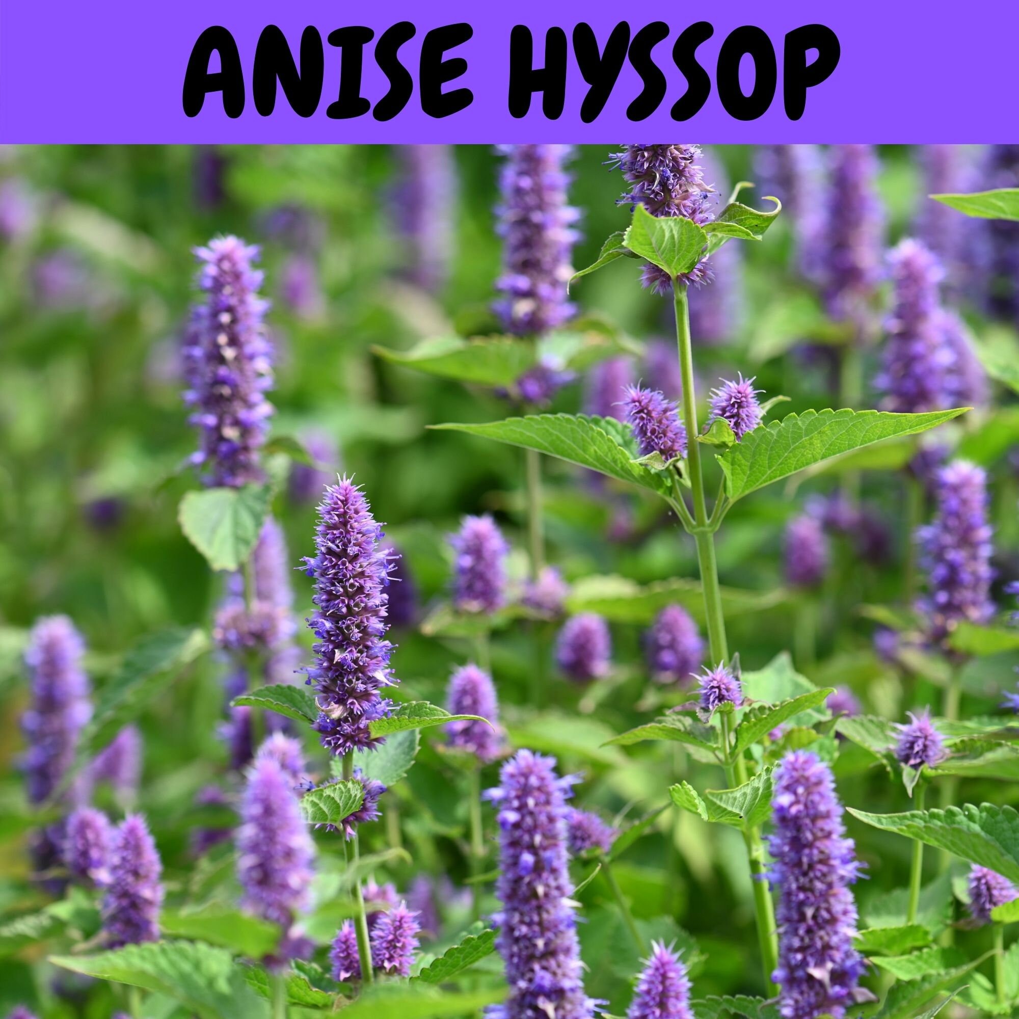 Flower Seeds Complete Flower Garden Mix 7 Packets of Etsy