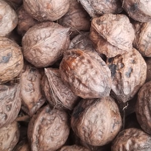 Árbol de nogal a la venta - Juglans cinerea x J. ailantifolia