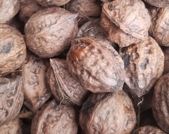 Nogueira à venda - Juglans cinerea x J. ailantifolia