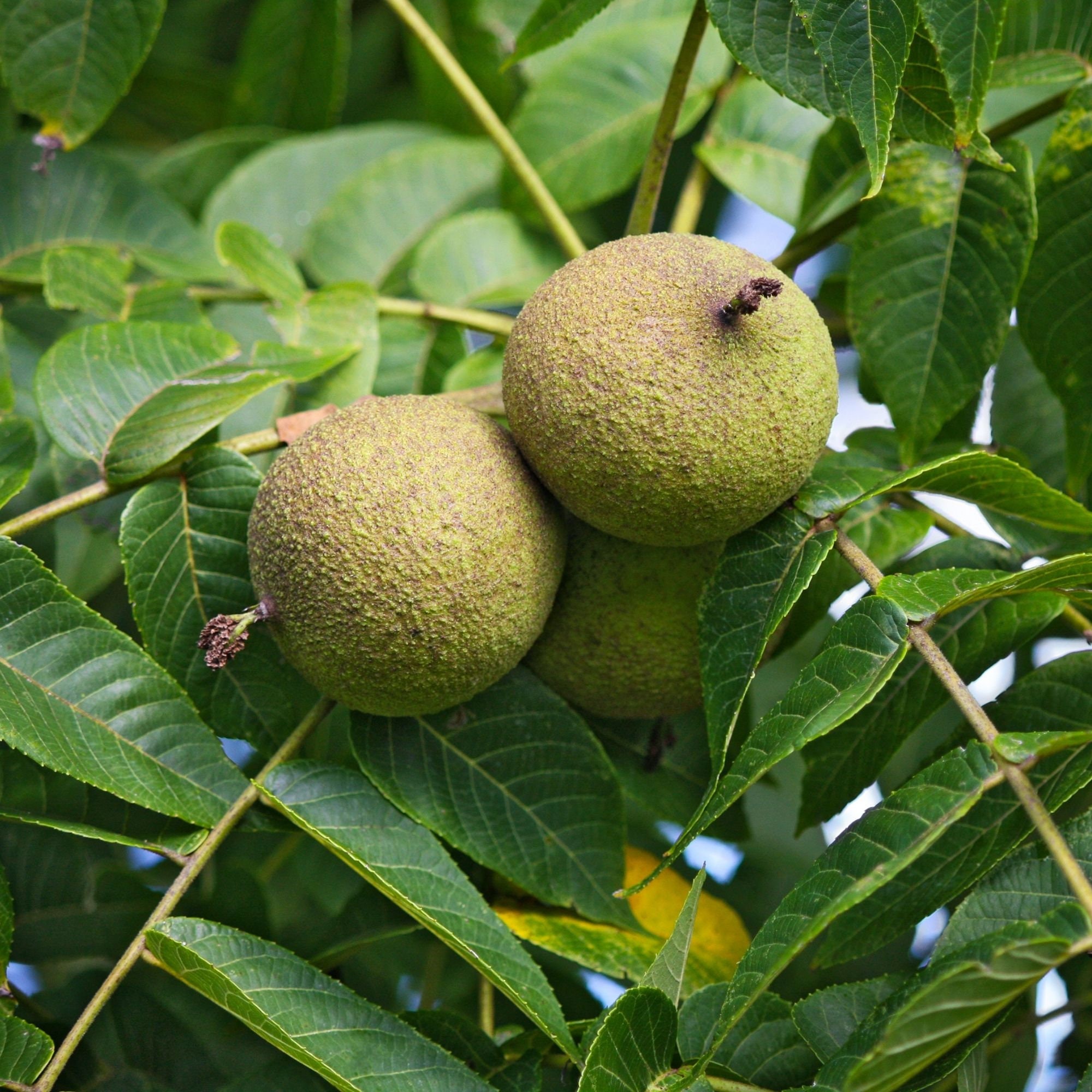 Black Walnut Trees for Sale Etsy