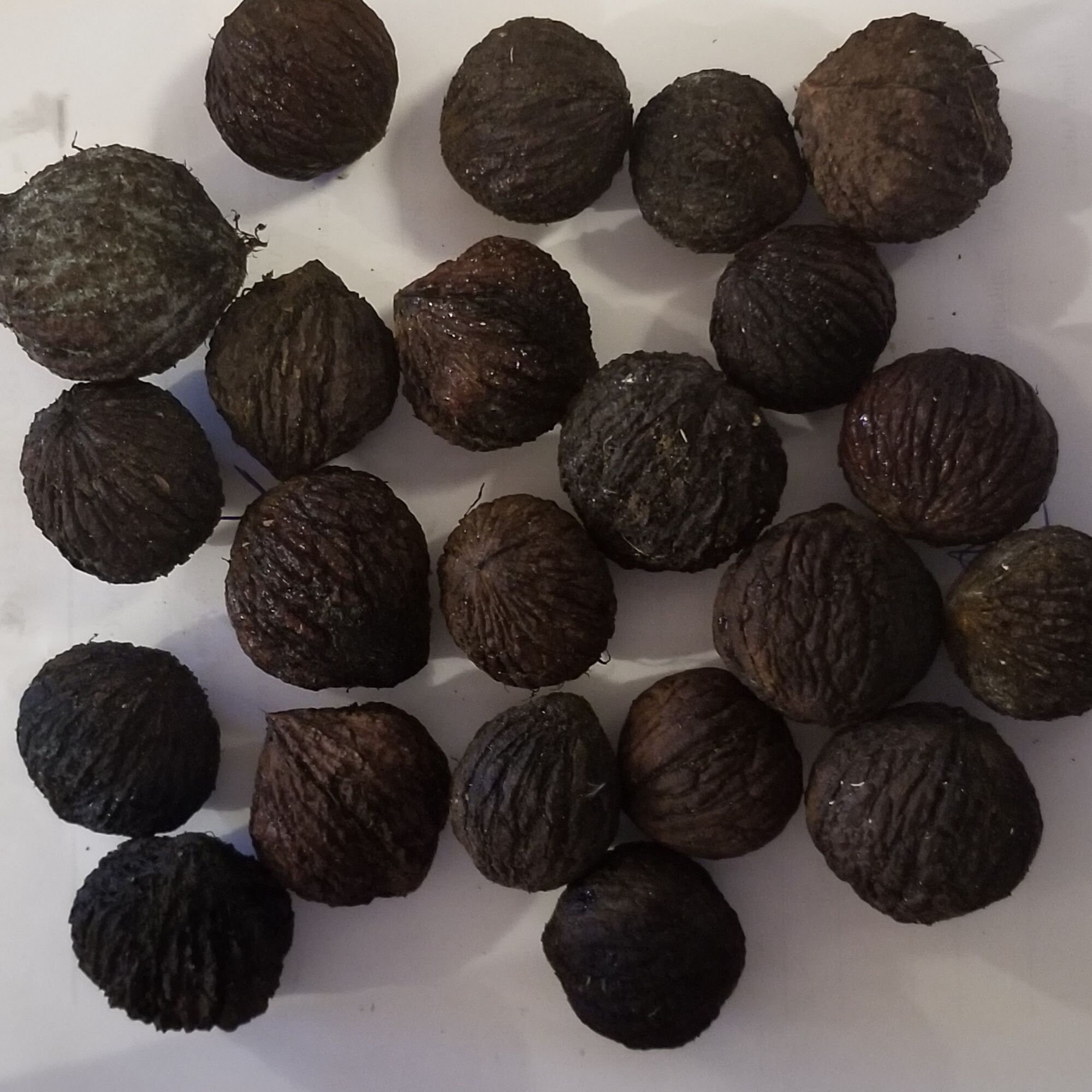 Black Walnut Trees for Sale Etsy